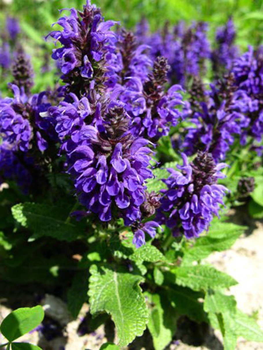 Шалфей (Salvia nemorosa) Marcus