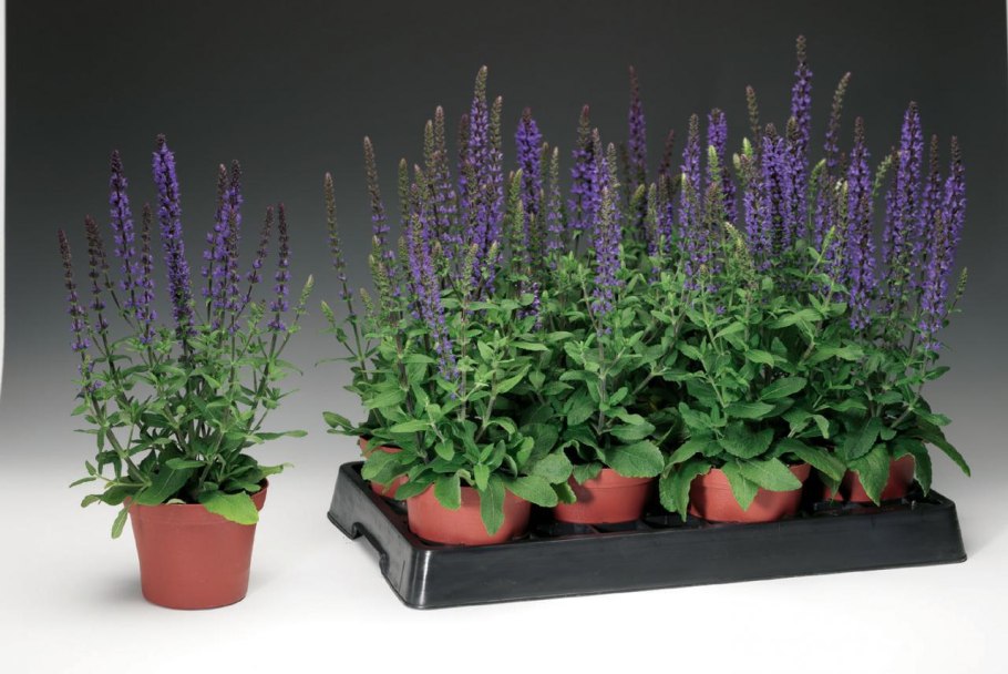 Шалфей Дубравный "Violettkönigin"