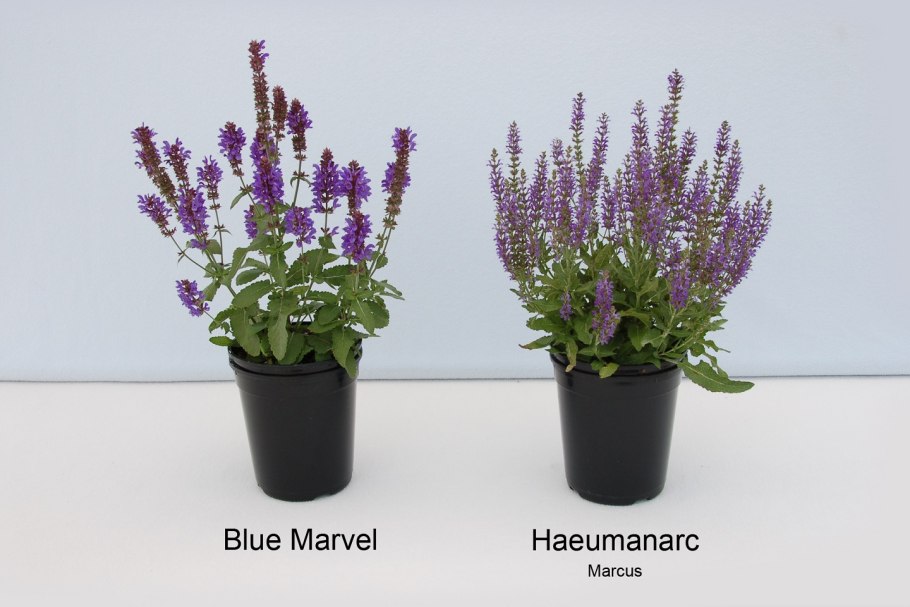 Salvia nemorosa Violet Queen