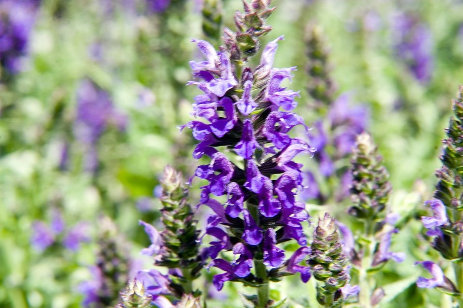 Шалфей галюцегенный