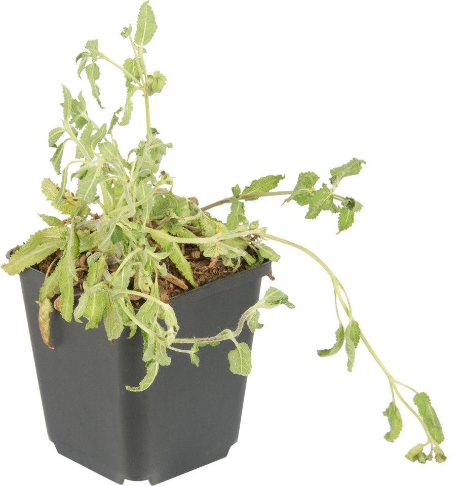 Шалфей Дубравный Майнахт