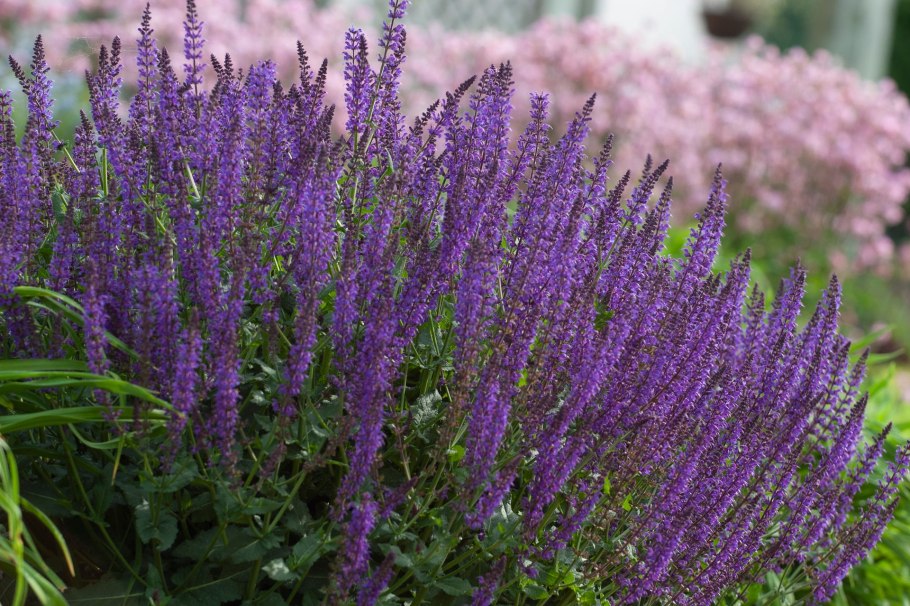 Шалфей лавандолистный