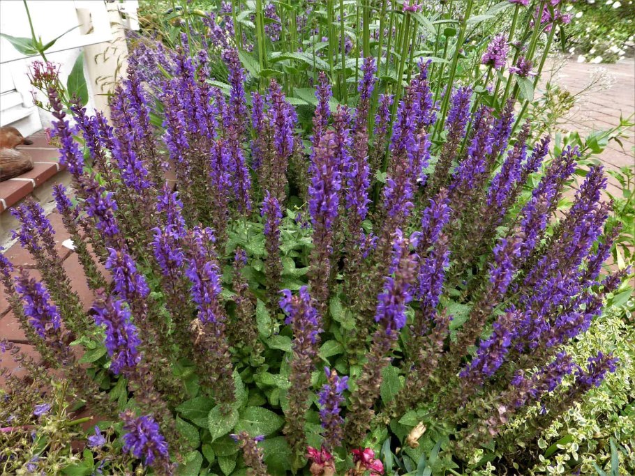 Сальвия Дубравная Маркус