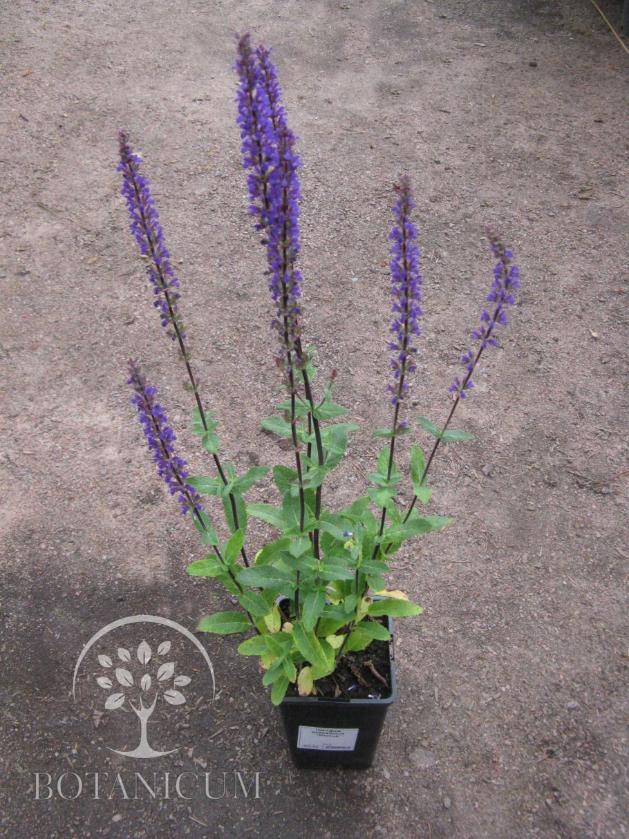 Шалфей Дубравный New Dimension Blue