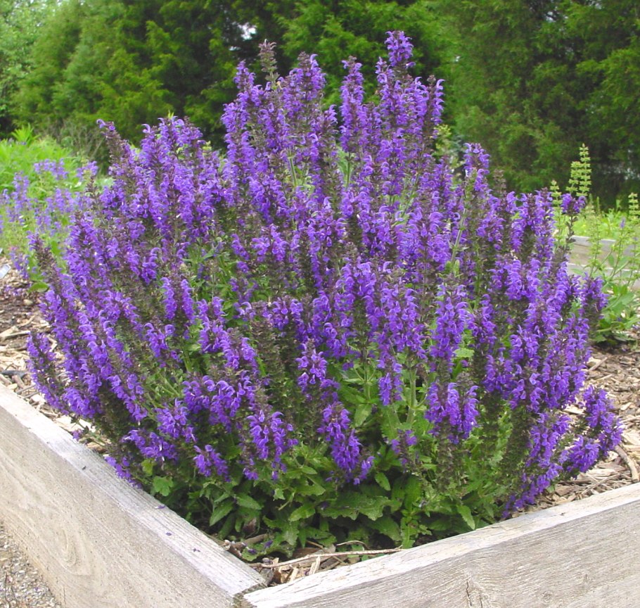 Шалфей Дубравный Marcus