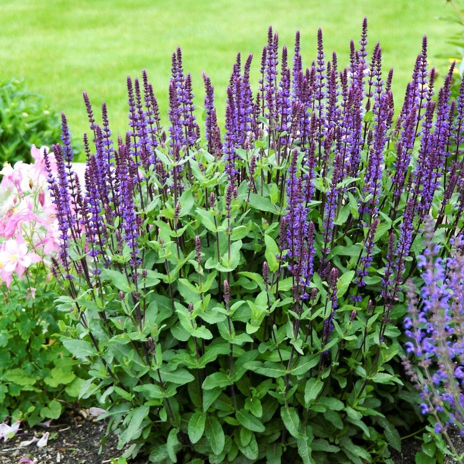 Шалфей дубравный salvia nemorosa