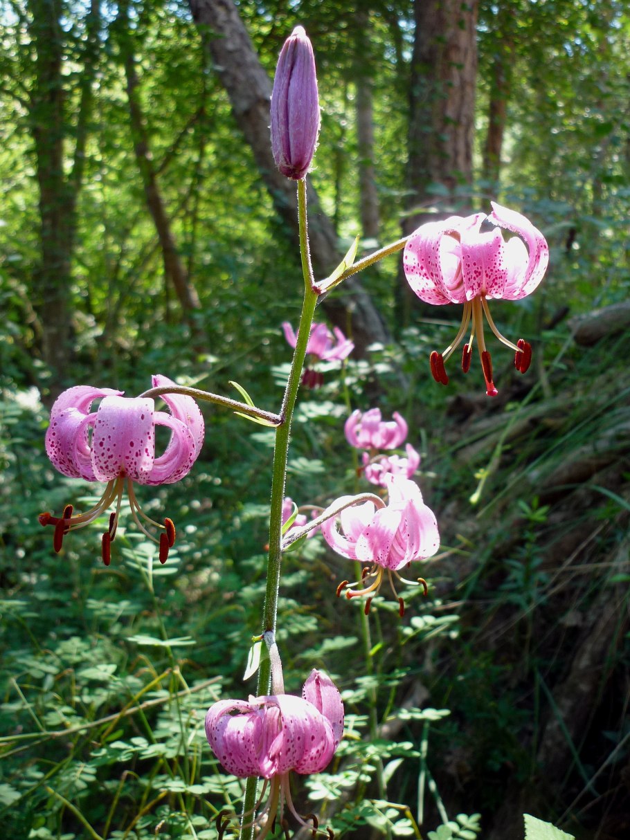 Лилия ланцетолистная, Лилия тигровая
