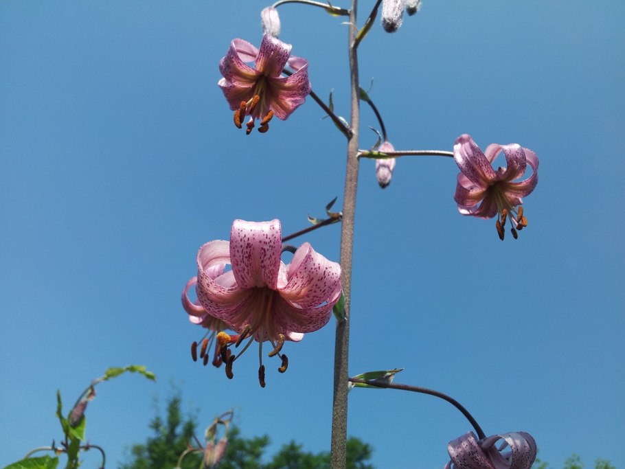 Семейство Мелантиевые диаграмма цветка