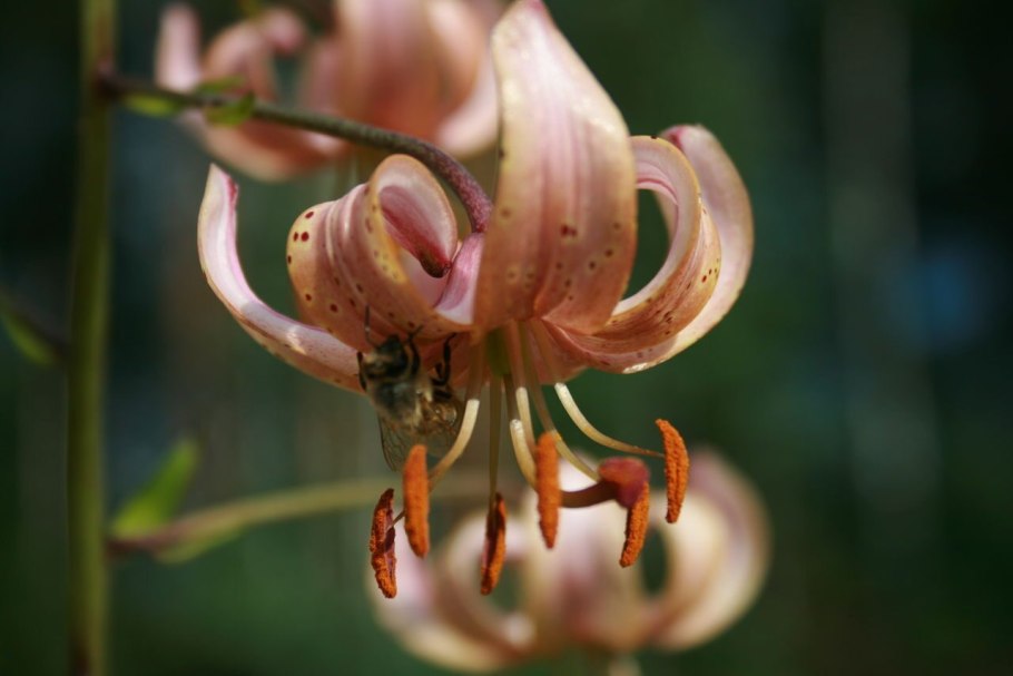 Лилия саранка луковица