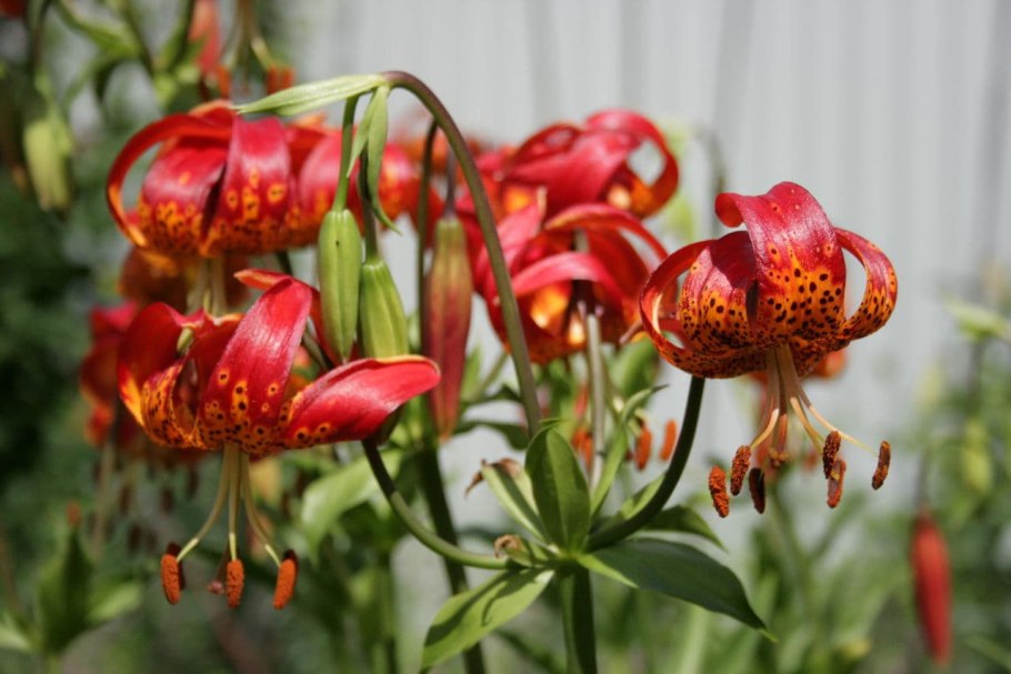 Мартагон Пумилум