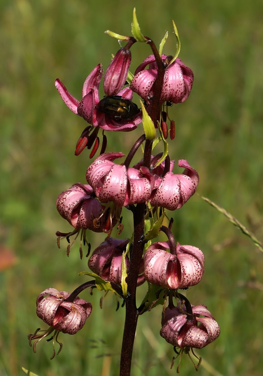 Лилия кудреватая схема цветка