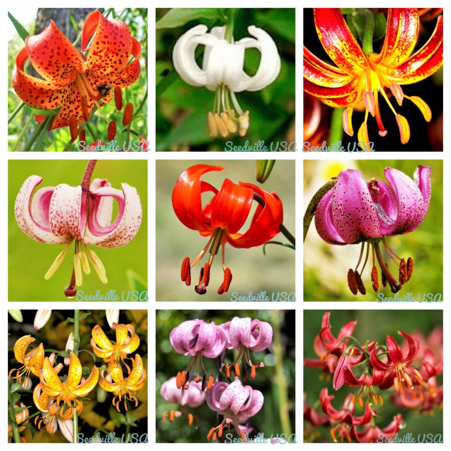 Lilium martagon Ботанический рисунок
