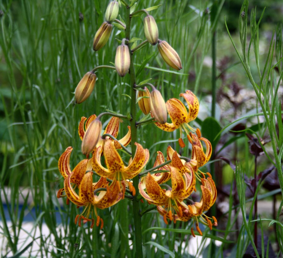 Лилия мартагон