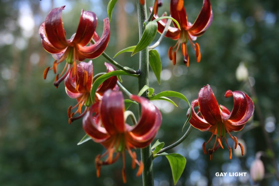 Martagon Lily, common Turk's cap Lily