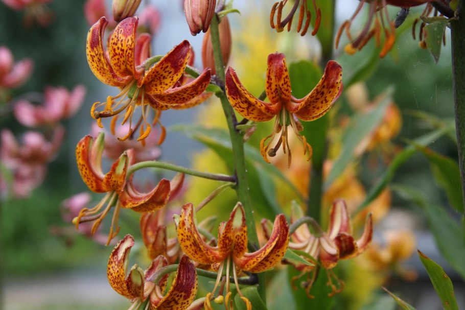 Лилия мартагон