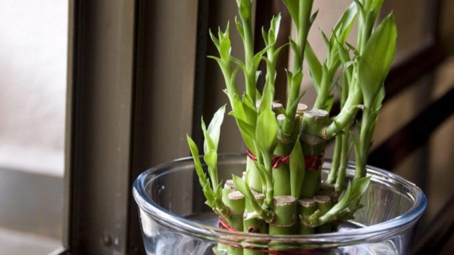 Драцена Сандера в гидрогеле