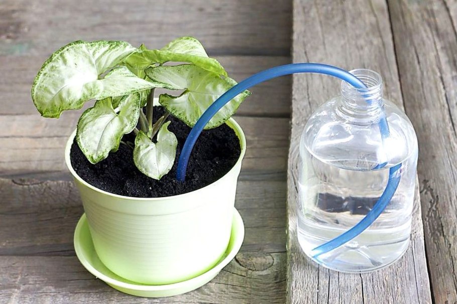 Пахистахис фитильный полив