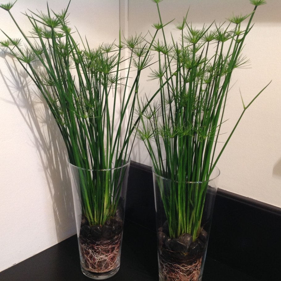 Циперус (Папирус, сыть)