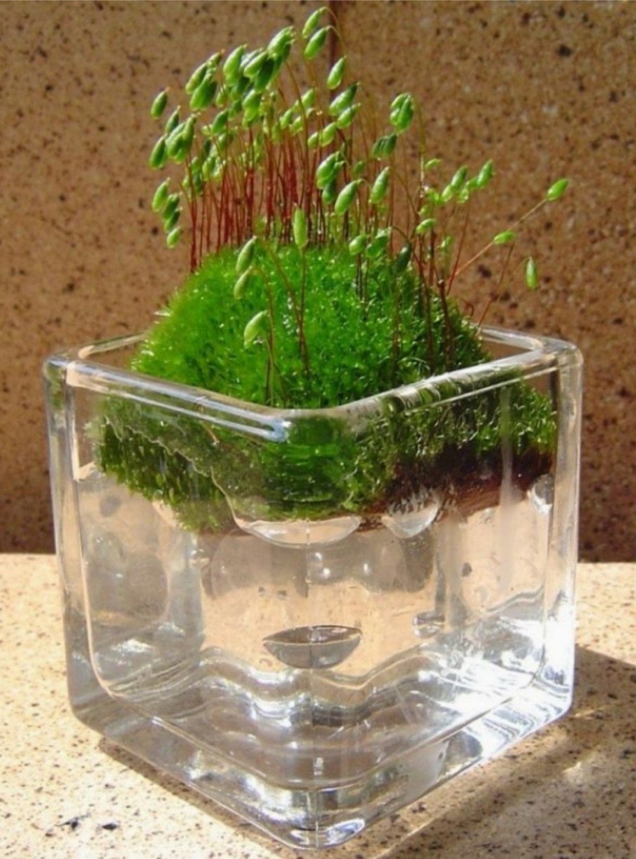 Мох для комнатных растений