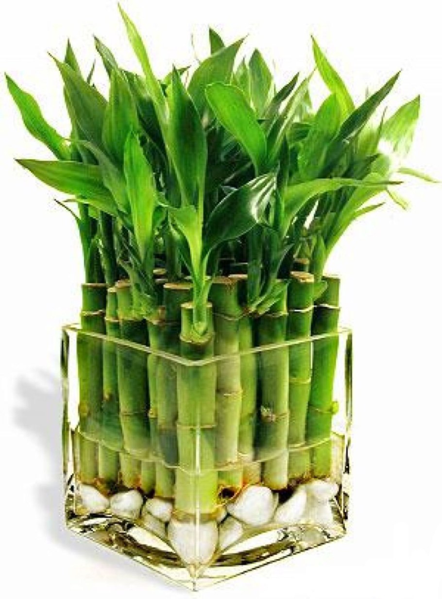 Драцена Сандера счастливый бамбук