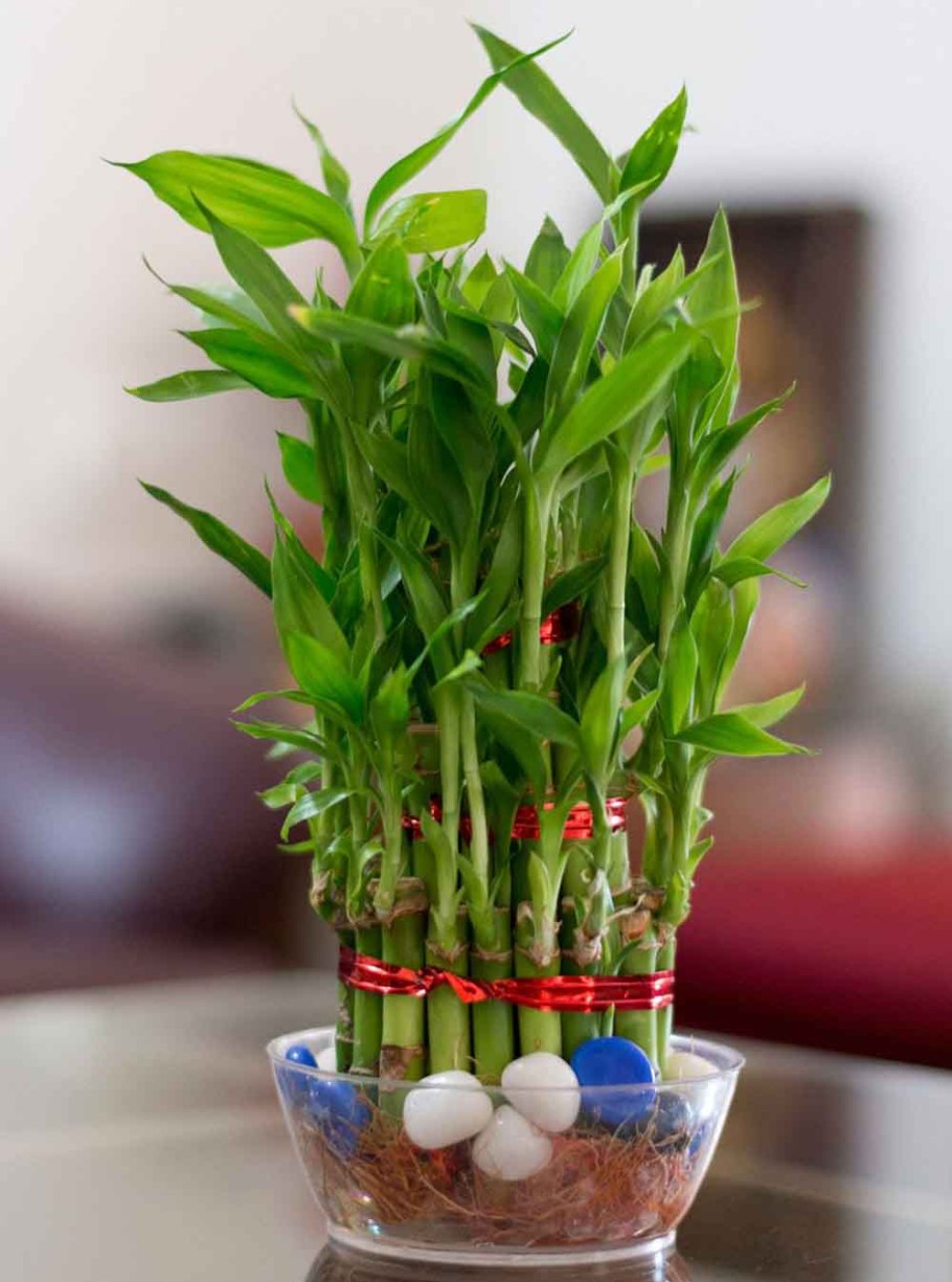 Драцена Сандера