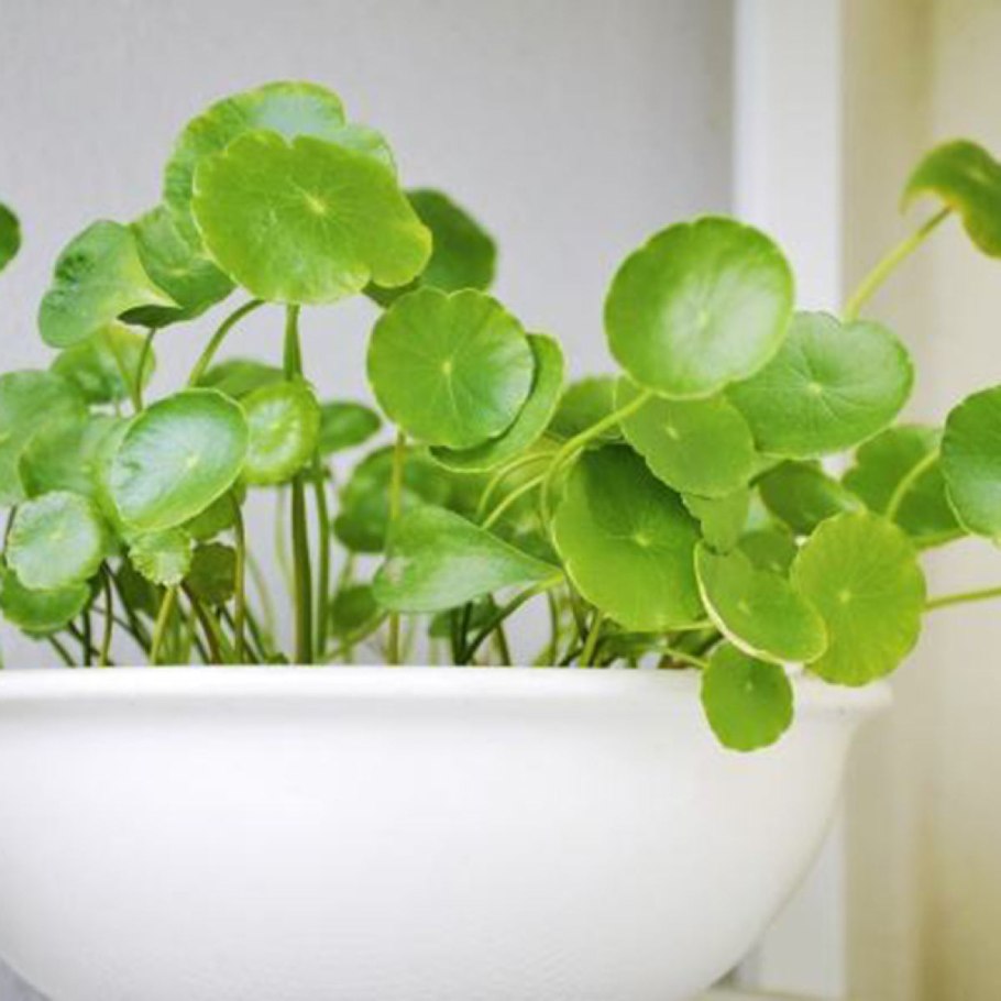 Листья центеллы азиатской