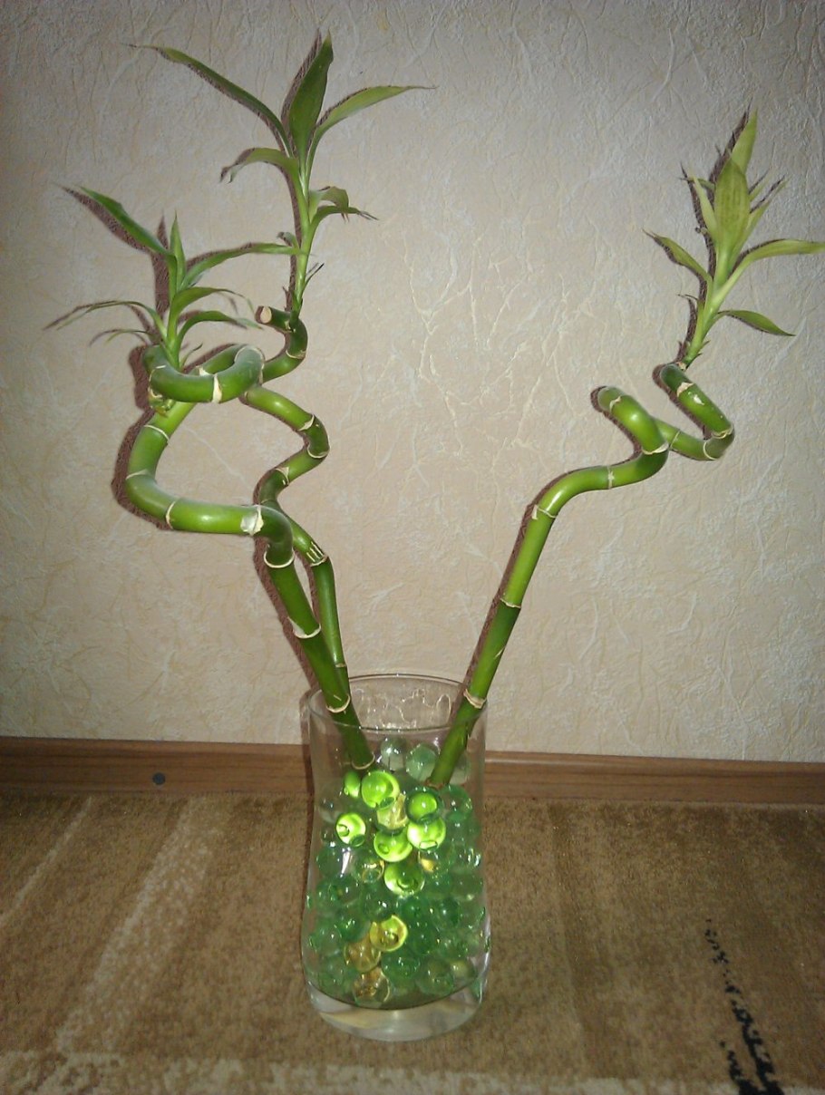 Драцена Сандера корни