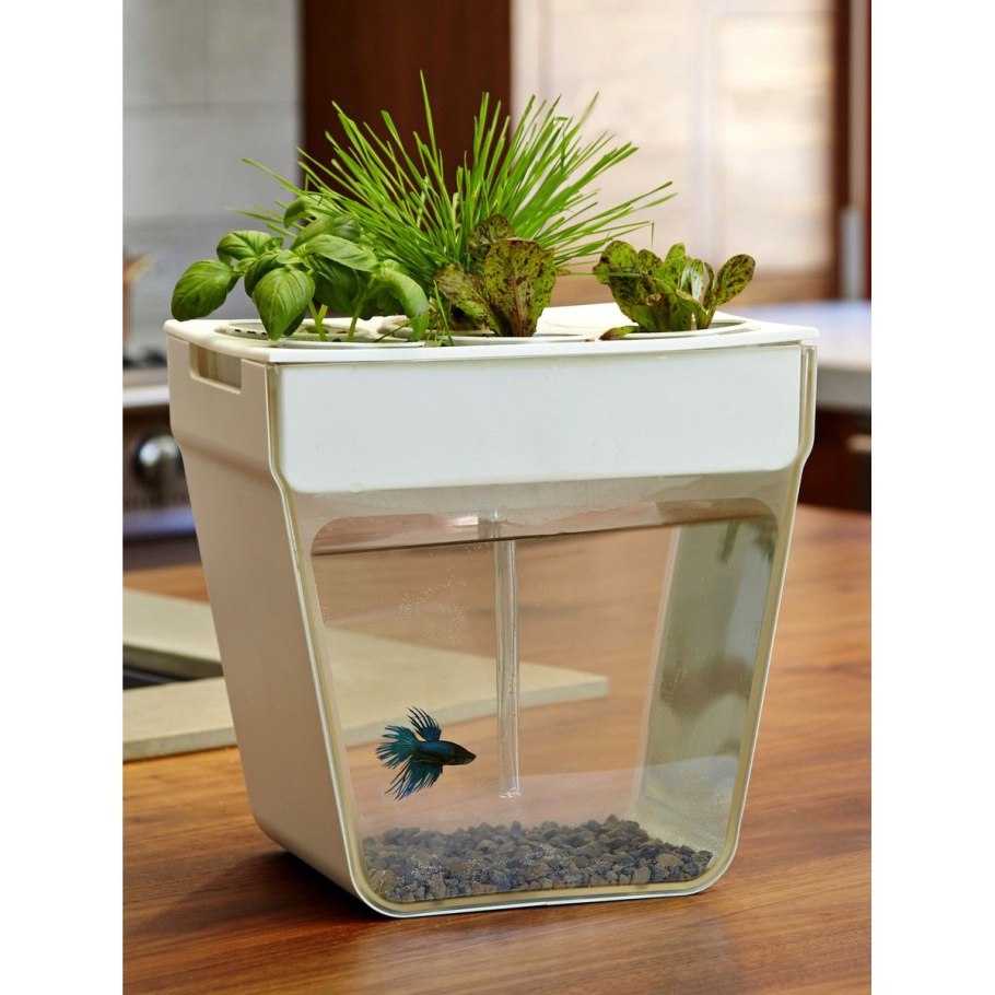 Самоочищающийся аквариум Акваферма