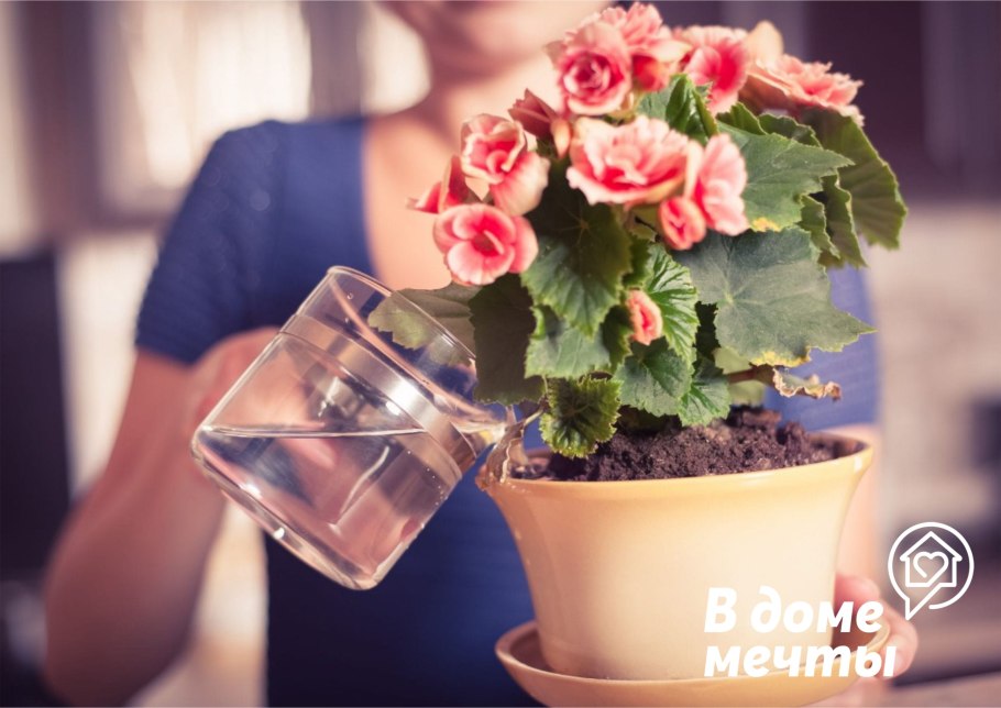 Полив комнатных растений