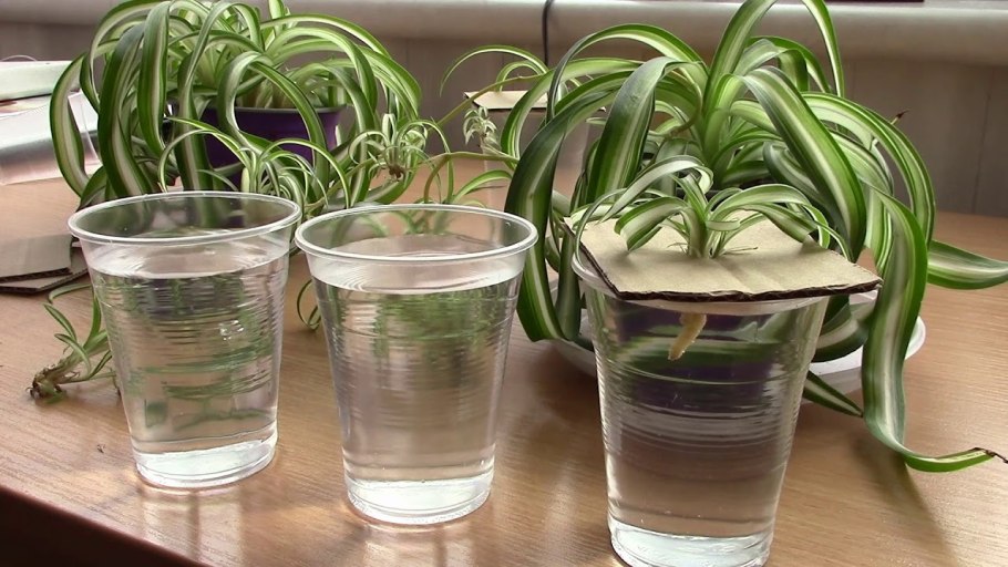 Хлорофитум Росток