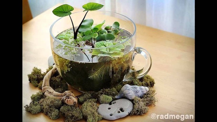 Флорариум с водными растениями