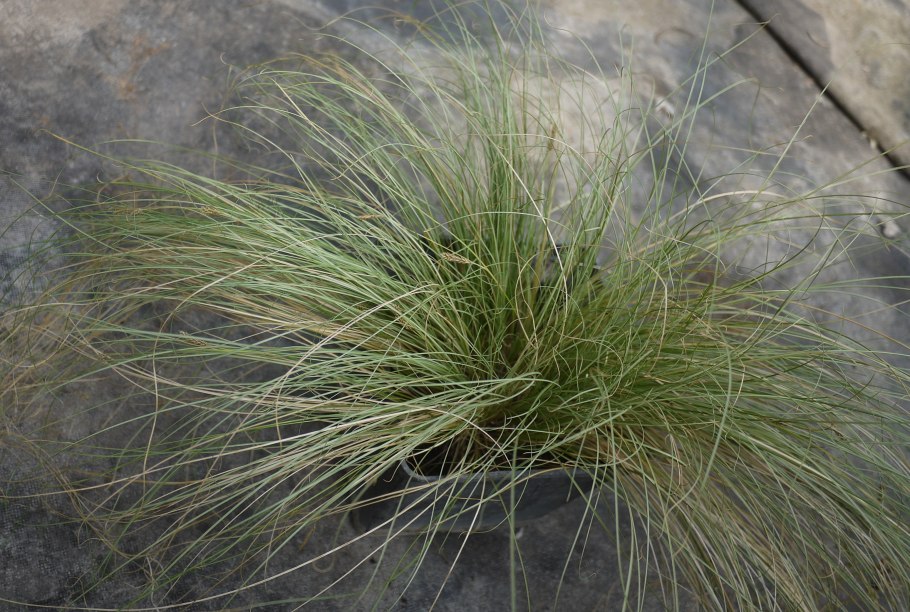 Осока дернистая гербарий