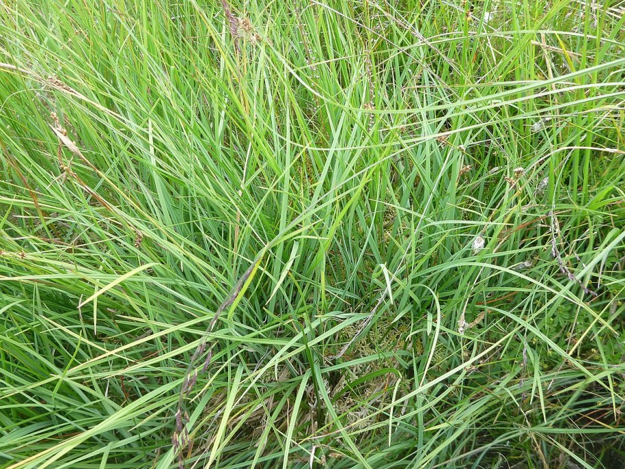 Осока Степная Carex stenophylla