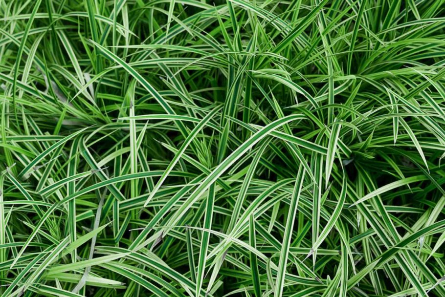 Carex колодки
