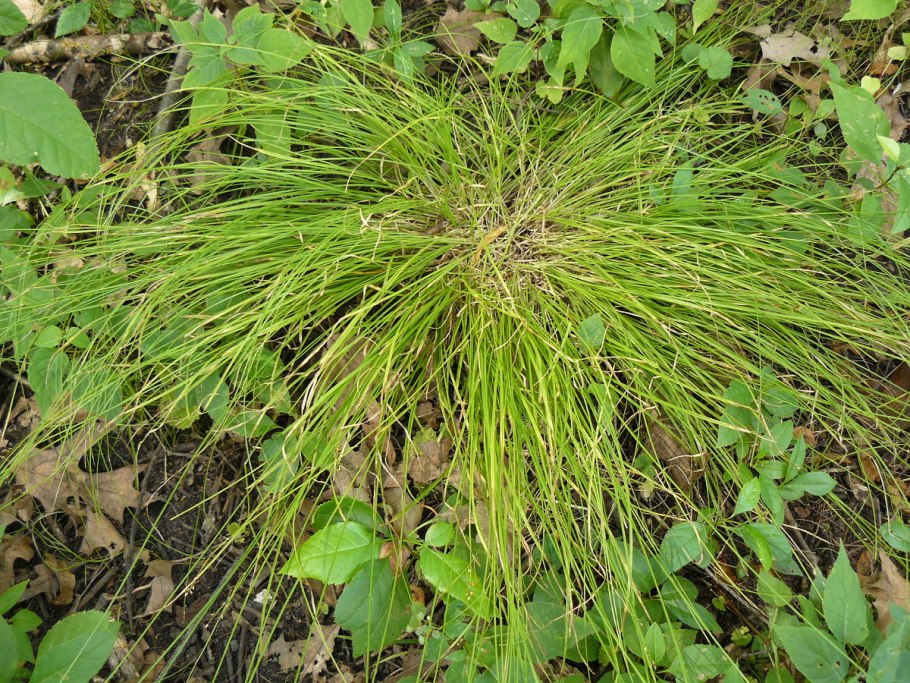 Carex echinata фото