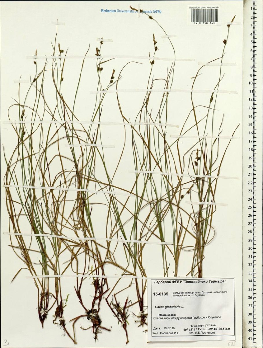 Carex nigra гербарий