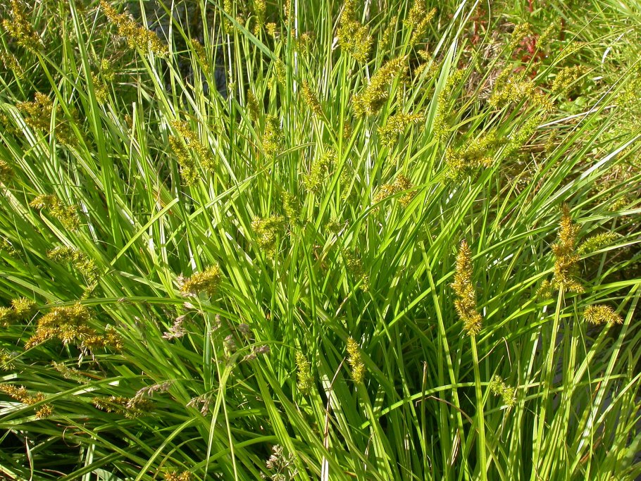 Carex 120052rx