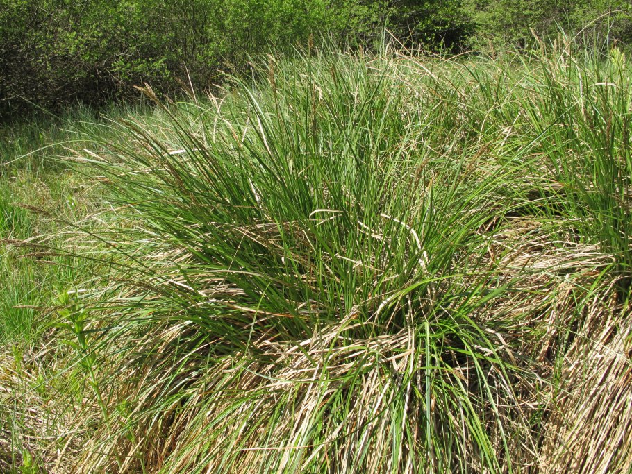 Carex Enervis