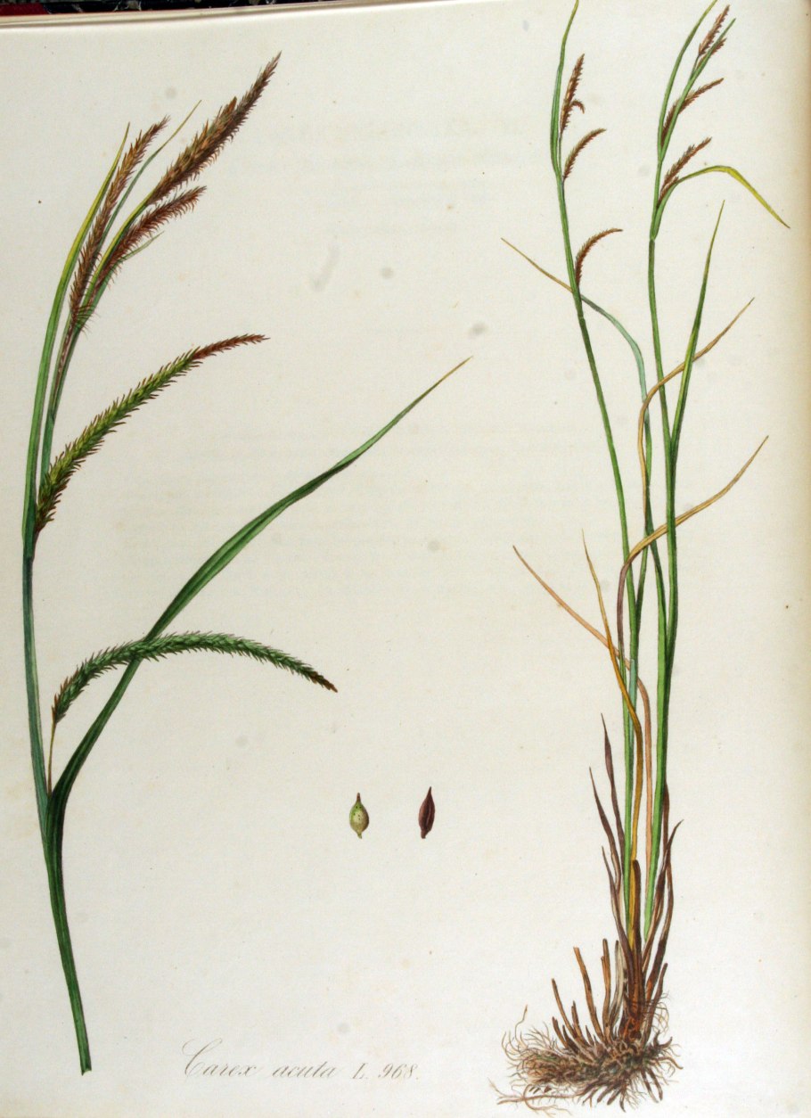 Carex acuta гербарий