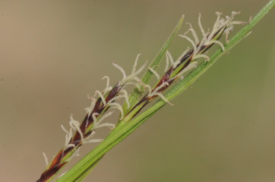 Cyperus hamulosus
