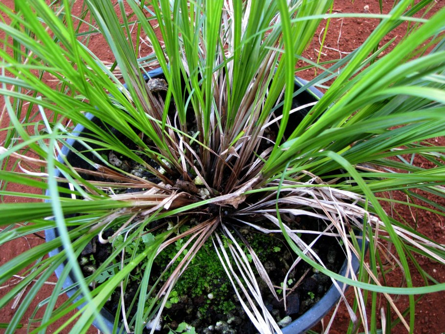 Carex lyngbyei