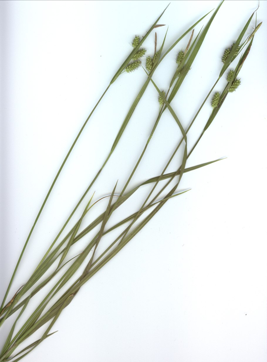 Осока Просяная Памира