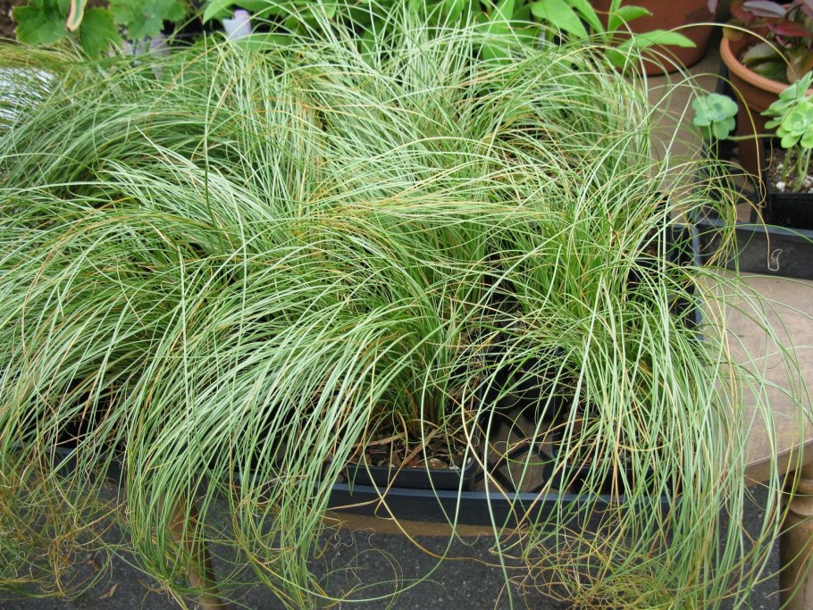 Осока дернистая Carex cespitosa