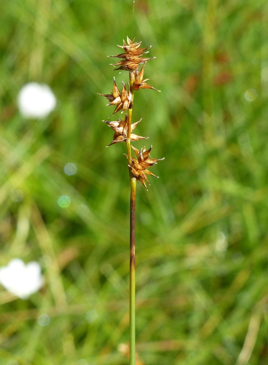 Осока власовидная Frosted Curls Carex Comans