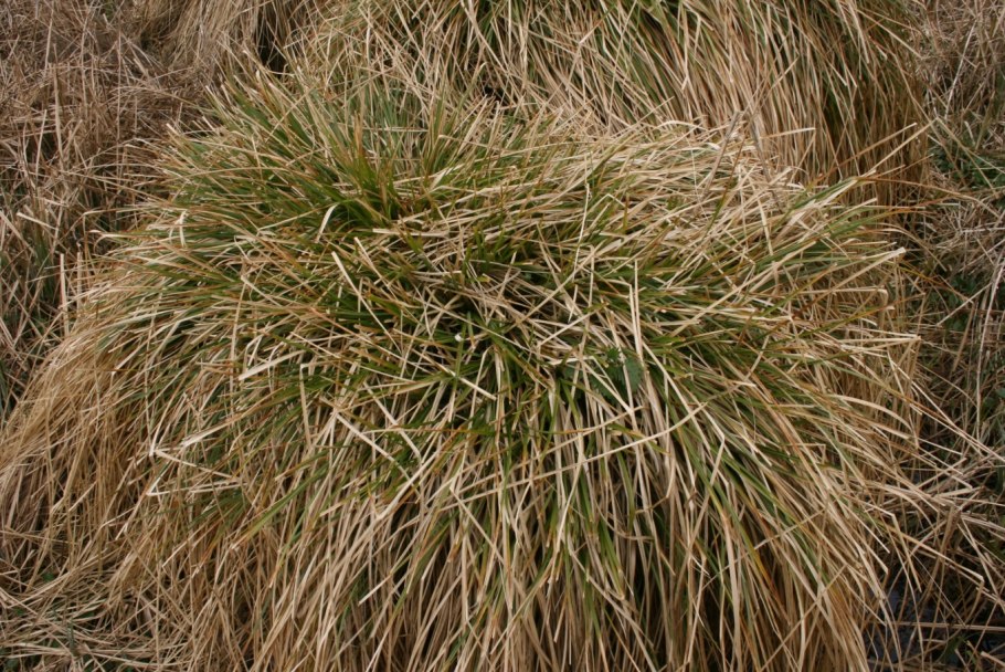 Carex typhina