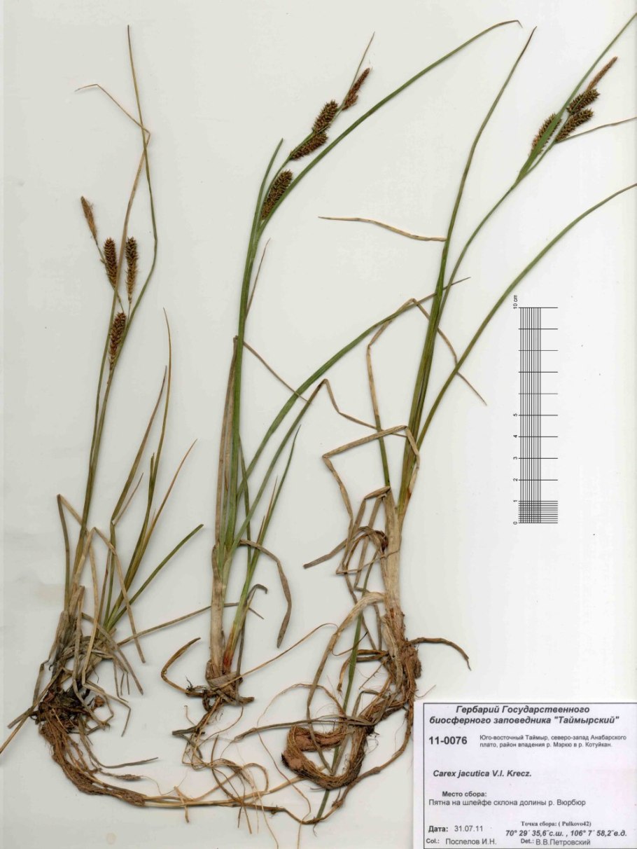 Осока буроватая