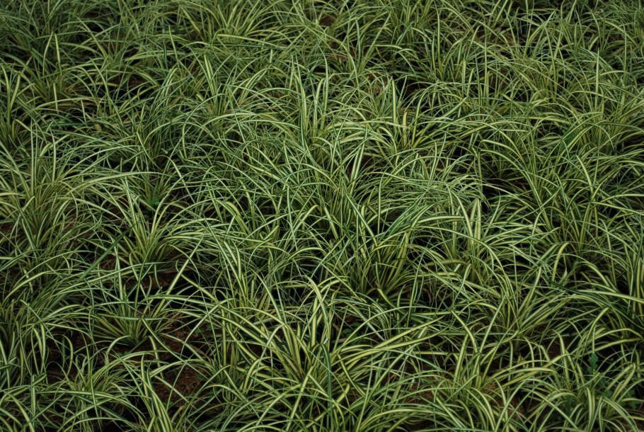 Осока Прейри фаер растение