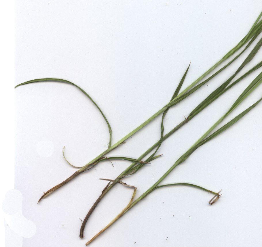 Осока шаровидная