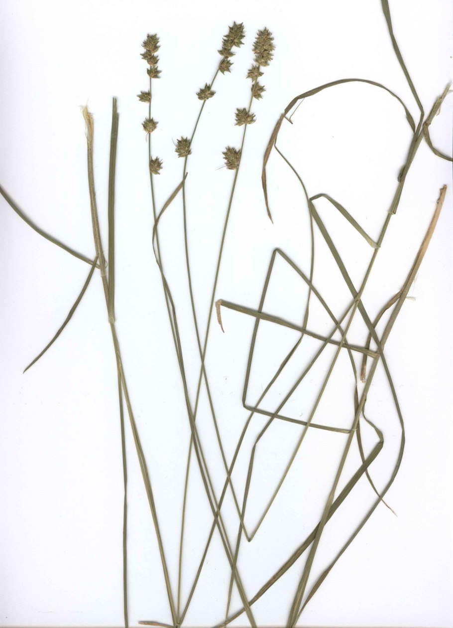 Цветок в виде осоки колючий