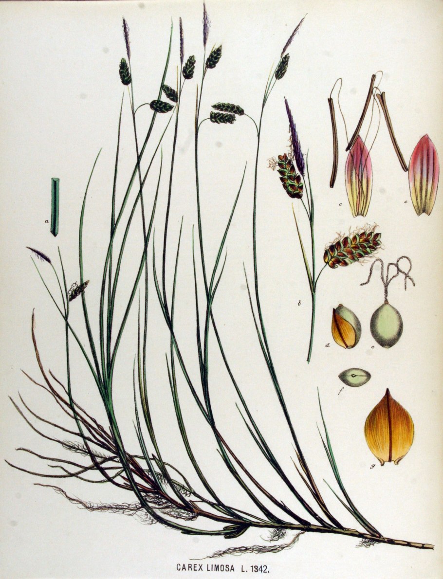 Осока острая рисунок